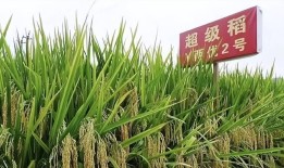 诋毁袁隆平成果的网红仍在直播卖货！面对舆论狂言：大不了进去！